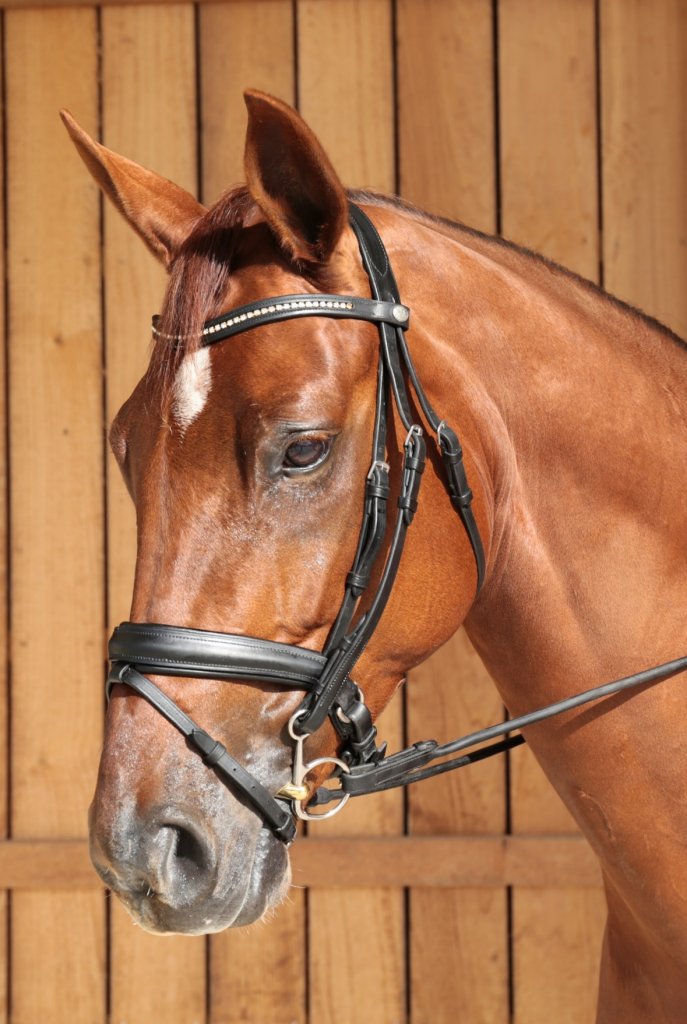 Neue Schule - Benefits of the Baucher - Neue Schule