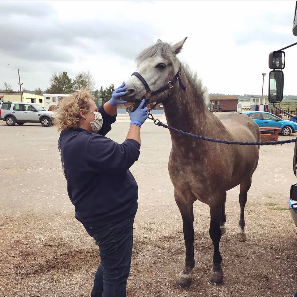 Charlotte Warman in PPE examines a horse's mouth