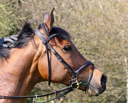 Snaffle Bit Scarf Ring – The Handsome Horse